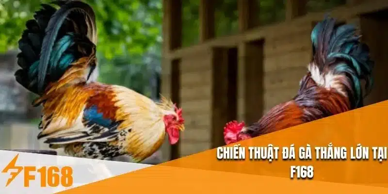 Chiến thuật đá gà thắng lớn tại F168